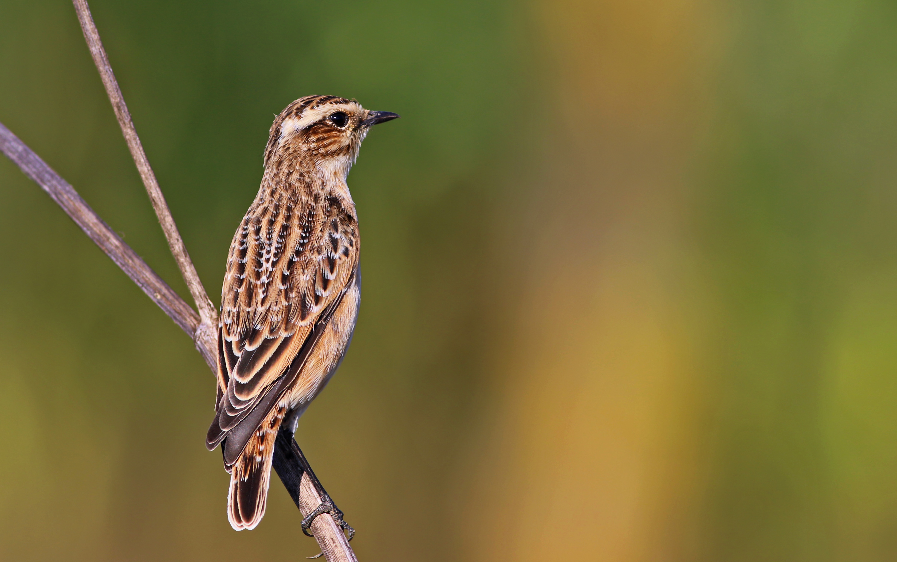 Whinchat